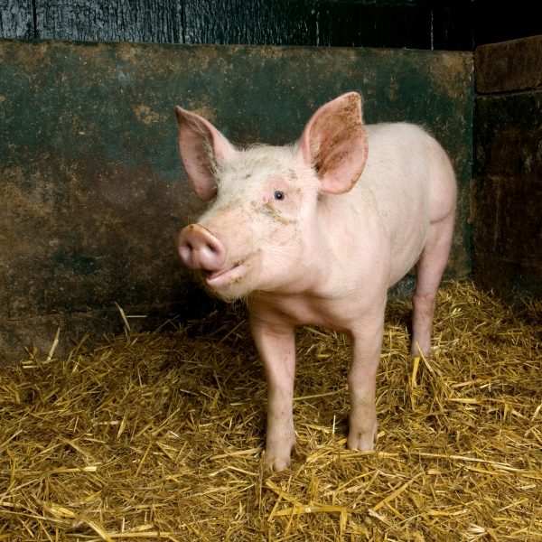 Pig pig